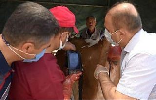 Aksaray’da hayvan pazarında denetim