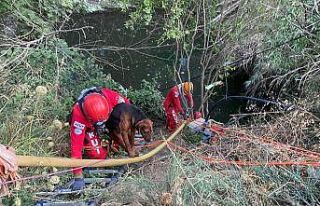 AKUT Kuşadası Ekibi Gölete Düşen Köpeğin Yardımına...