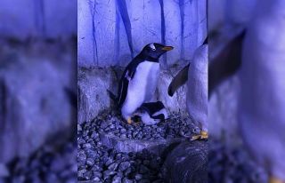 Akvaryum’da 2. bebek penguen de dünyaya gözlerini...