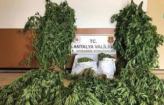 Alanya’da uyuşturucu operasyonu: 21 kilo 300 gram...