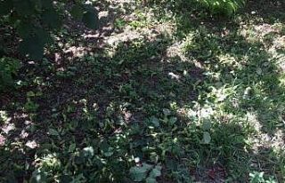 Alaplı’da fındık hırsızları bahçelere dadandı