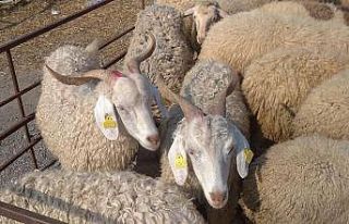 Alaplı’da  kurbanlıklar pazara indi