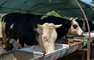Aliağa’da kurbanlıklar alıcılarını bekliyor