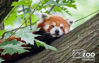 Almanya’da hayvanat bahçesindeki panda kayıplara...
