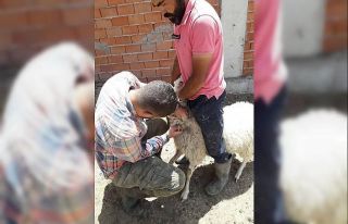 Altıntaş’ta 2 köyde aşı ve küpeleme çalışmaları
