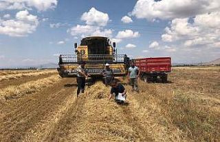 Altıntaş’ta biçerdöver kontrolleri