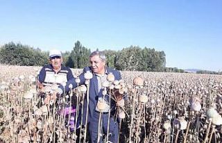Altıntaş’ta haşhaş hasadı başladı