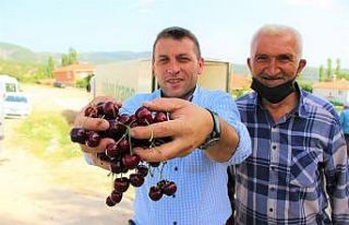 Amasya kirazı Avrupa ve Rusya’da ağızları tatlandırıyor