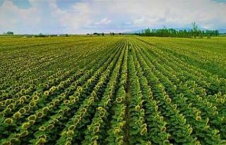 Amasya’da kuraklığa karşı ‘ayçiçeği’...