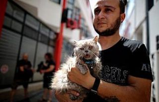 Anne ve 3 yavru kedi yangından böyle kurtarıldı