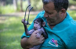 Annesinin reddettiği babun yavrusu özel bakımla...