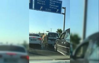 Antalya’da firari dana araç trafiğinde ilerledi