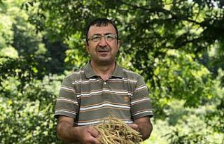 Antioksidan kaynağı kestane çiçekleri ’çay’...