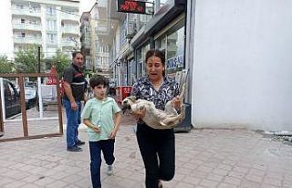Araba çarpması sonucu yaralanan yavru köpeği kucağına...