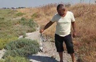 Aralarında flamingoların da bulunduğu kuşların...