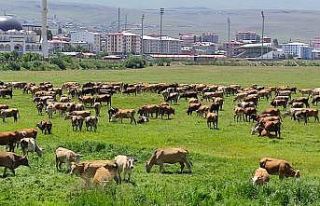 Ardahan’ı kuraklık vurdu, hayvanlar yaylalardan...