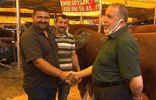 Aşılanma hızlandı, kurban pazarlarında tokalaşma...