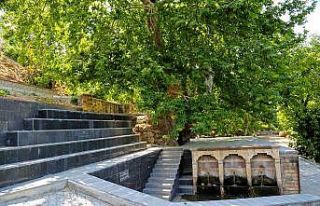 Asırlık çınar turizme kazandırıldı