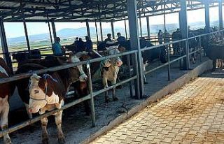 Aslanapa Canlı Hayvan Pazarı ve Borsası ekonomiye...