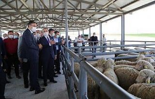 Aslanapa’da 105 adet damızlık koç dağıtıldı