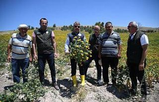 Aspir Ekiliş Alanlarında yüzde 500 Artış