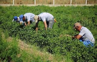 Ata tohumları, Halk Ege Et tezgahlarında yerini...