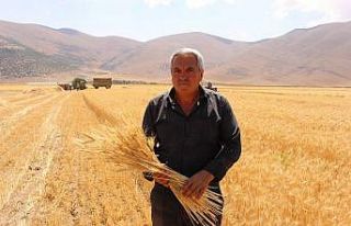 Ata tohumlarının hasadı yapıldı