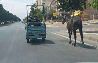 Atı araca bağlayıp çektiler