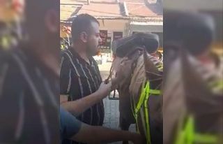 Atını götürüp berberde tıraş ettirdi