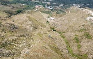 Avşa adasına 60 bin fidan