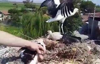 Ayağına tel takılan yavru leyleği itfaiye ekipleri...