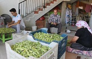 Aydın’da bamya hasadı ile birlikte kesicilerin...