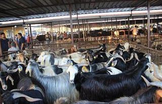 Aydın’da kurbanlıklar dualarla pazara çıkarıldı