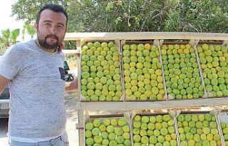 Aydın’ın milli meyvesi incir tezgahlarda yerini...