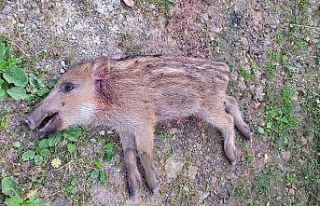 Ayı ve yavruları korkutuyor