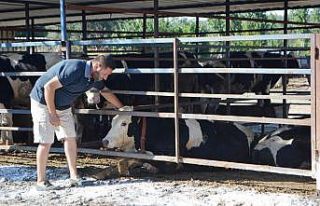Ayvalık Ziraat Odası Başkanı Baysal: "200...