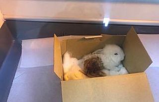 Bacağı kırılan tavşanını ameliyat ettirdi