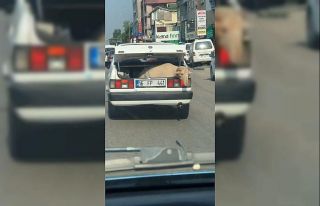 Bagajda yolculuk yapan koyun kameralara yansıdı