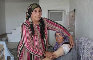 Bahçede domates toplayan anne ve kızına köpek...