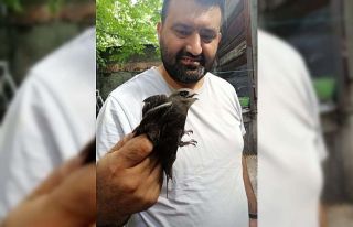 Bahçesinde bulduğu ebabil kuşuna su verdikten sonra...