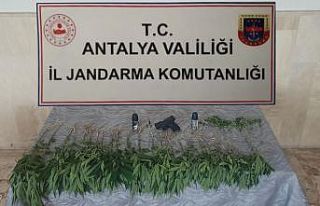 Bahçesinde kenevir eken şahıs, düzenlenen operasyonla...