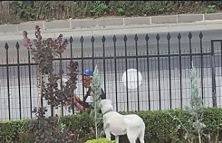 Bakan Selçuk sosyal medya hesabında köpeğe gazete...