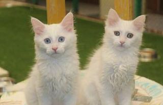 Bakanlık kararı Van kedisi hayranlarını sevindirdi