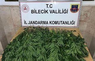 Bal kabağı tarlası içine kenevir bitkisi diken...