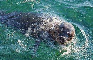 Balık tutmaya gelen vatandaşların ilgi odağı...