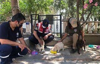 Balıkesir’de sokak hayvanları için özel timler...