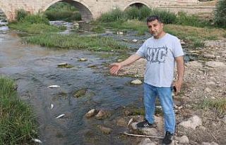 Balıkları zehir değil, kavuran sıcaklar öldürdü