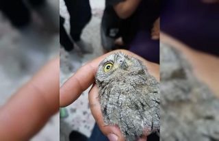 Balkona çıktı, şaşkınlığını gizleyemedi