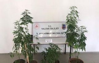 Balkonunda Hint keneviri yetiştiren şahıs gözaltına...