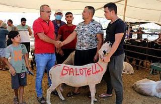 ‘Balotelli’ 2 bin 400 liraya satıldı